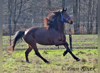 Warlander, Klacz, 4 lat, 160 cm, Ciemnogniada