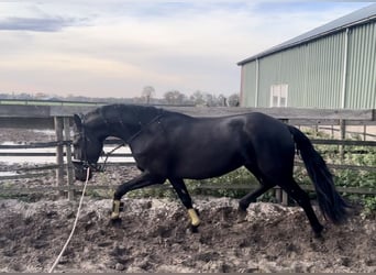 Warlander, Klacz, 4 lat, 160 cm, Kara