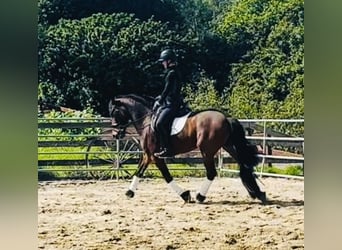 Warlander, Klacz, 6 lat, 152 cm, Gniada