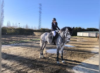 Warlander, Mare, 12 years, 16,3 hh, Gray