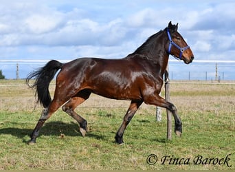 Warlander, Mare, 4 years, 15.2 hh, Bay-Dark