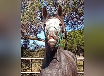 Warlander Mix, Mare, 4 years, 15.3 hh, Gray
