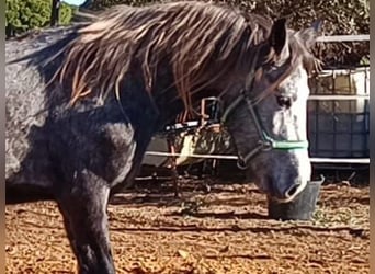 Warlander Mix, Mare, 4 years, 15.3 hh, Gray