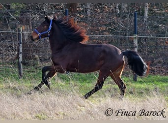 Warlander, Mare, 4 years, 15,2 hh, Bay-Dark