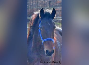 Warlander, Mare, 4 years, 15,2 hh, Bay-Dark