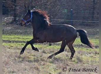 Warlander, Mare, 4 years, 15,2 hh, Bay-Dark