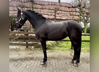 Warlander, Mare, 5 years, 15.3 hh, Black