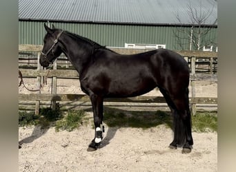Warlander, Mare, 5 years, 15.3 hh, Black