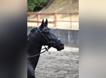 Warlander, Merrie, 11 Jaar, 163 cm, Zwart