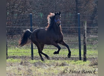Warlander, Merrie, 4 Jaar, 160 cm, Donkerbruin