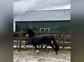 Warlander, Merrie, 5 Jaar, 162 cm, Zwart