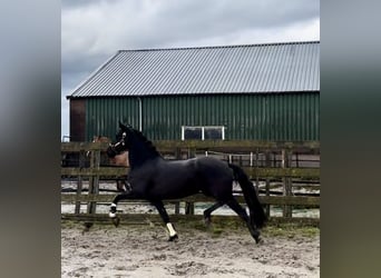 Warlander, Merrie, 5 Jaar, 162 cm, Zwart