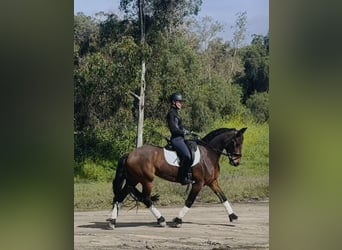 Warlander, Merrie, 6 Jaar, 152 cm, Roodbruin