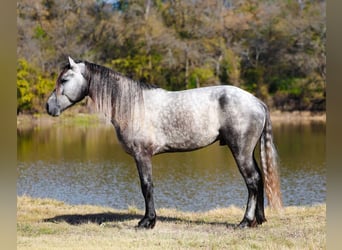 Warlander, Ogier, 4 lat, 163 cm, Siwa jabłkowita