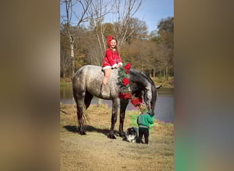 Warlander, Ogier, 5 lat, 163 cm, Siwa jabłkowita