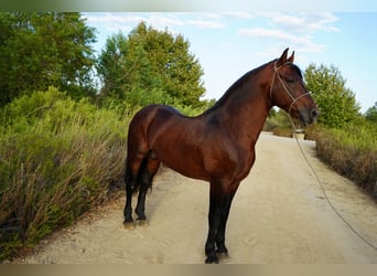 Warlander Mix, Ogier, 7 lat, 152 cm