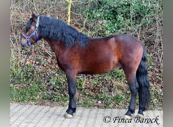 Warlander Mix, Ruin, 3 Jaar, 160 cm, Zwartbruin