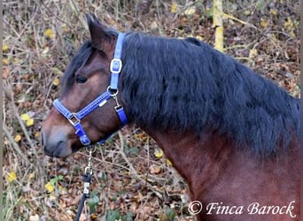 Warlander Mix, Ruin, 3 Jaar, 160 cm, Zwartbruin