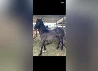Warlander, Semental, 1 año, Morcillo