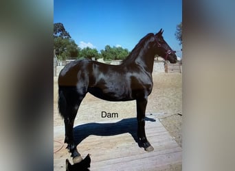 Warlander, Semental, 1 año, Morcillo
