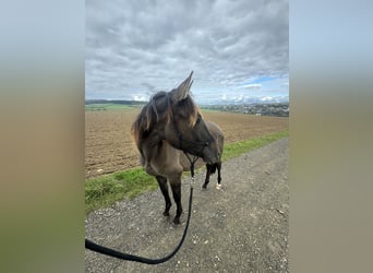 Warlander, Semental, 2 años, 160 cm, Grullo