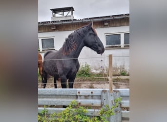 Warlander, Semental, 2 años, 162 cm, Negro