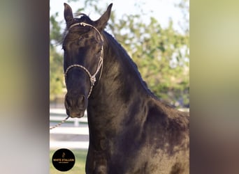 Warlander, Semental, 4 años, 163 cm, Negro