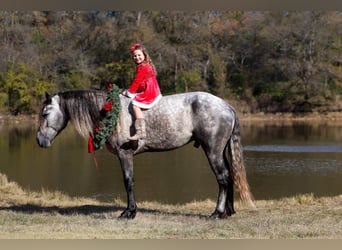 Warlander, Semental, 5 años, 163 cm
