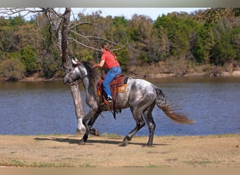 Warlander, Semental, 5 años, 163 cm