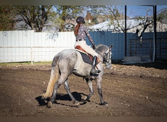 Warlander, Semental, 5 años, 163 cm, Tordo rodado