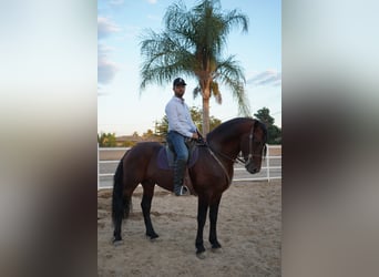 Warlander Mestizo, Semental, 8 años, 152 cm