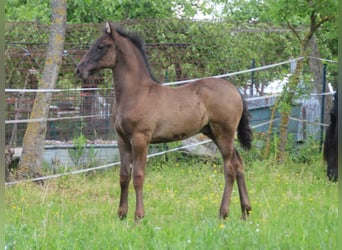 Warlander, Semental, Potro (03/2026), 165 cm, Negro