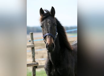 Warlander, Stallion, 1 year, 15.2 hh, Black