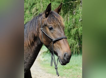 Warlander, Stallion, 1 year, 15.2 hh, Black