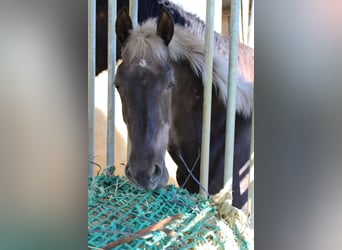 Warlander, Stallion, 1 year, 15,2 hh