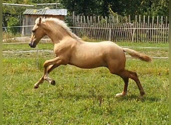 Warlander, Stallion, 1 year, 15,3 hh, Palomino