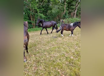 Warlander, Stallion, 1 year, 16 hh, Black