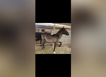 Warlander, Stallion, 1 year, Smoky-Black