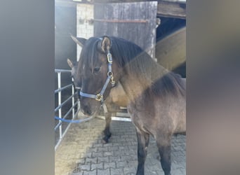 Warlander, Stallion, 2 years, 15.2 hh, Grullo