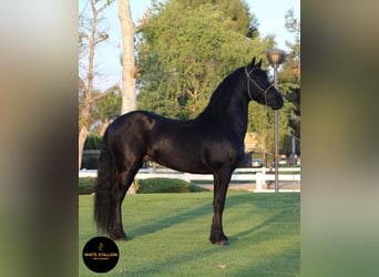 Warlander, Stallion, 5 years, 16 hh, Black