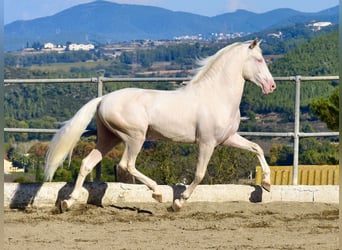 Warlander, Stallion, Foal (03/2024), 16 hh, Palomino