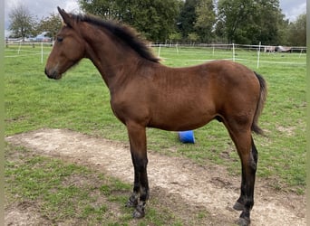 Warlander, Stallion, Foal (04/2023), Brown