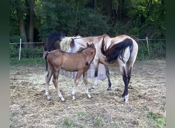 Warlander, Stallion, Foal (04/2023), Brown