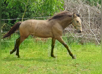 Warlander, Stallone, 2 Anni, 163 cm, Pelle di daino