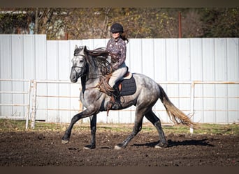Warlander, Stallone, 4 Anni, 163 cm, Grigio pezzato
