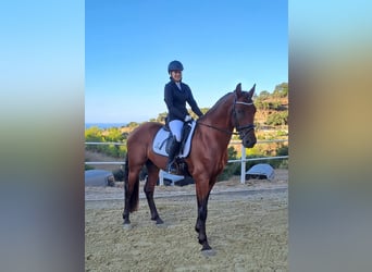 Warlander, Stallone, 5 Anni, 162 cm, Baio ciliegia
