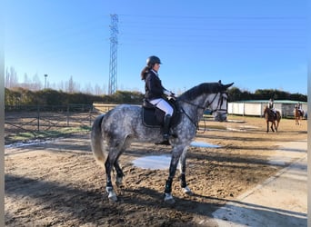 Warlander, Stute, 11 Jahre, 172 cm, Schimmel