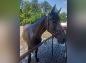 Warlander, Stute, 3 Jahre, 165 cm, Blauschimmel