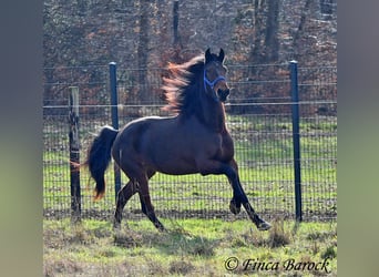 Warlander, Stute, 4 Jahre, 160 cm, Dunkelbrauner
