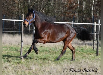 Warlander, Stute, 4 Jahre, 160 cm, Dunkelbrauner